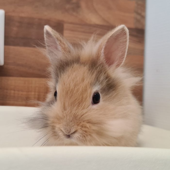 Close-up van een lichtbruin klein konijn