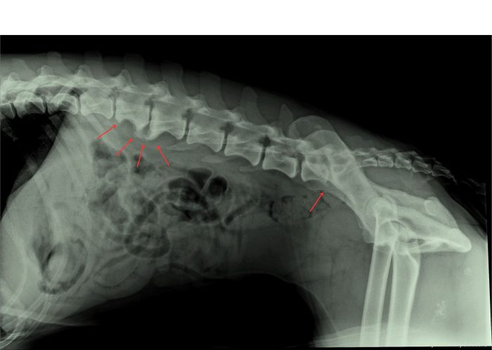 ruggenwervel van hond met artrose
