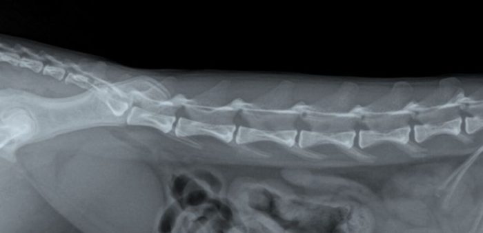 ruggenwervel van hond zonder artrose